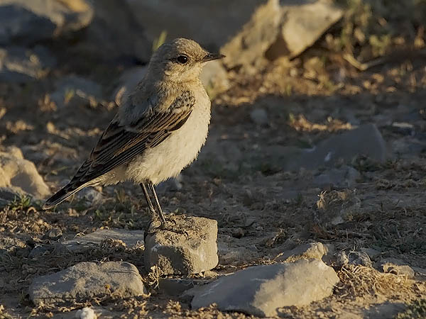 Kivitasku, Northern Wheatear, Oenanthe oenanthe